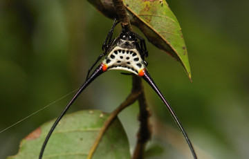 Картинка животные пауки itchydogimages макро паук веточка листья