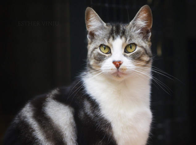 Обои картинки фото животные, коты, кот, кошка, взгляд