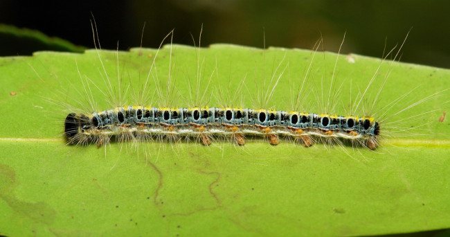Обои картинки фото животные, гусеницы, itchydogimages, макро, гусеница, лист