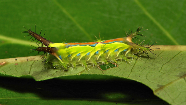 Обои картинки фото животные, гусеницы, itchydogimages, макро, насекомое, лист, гусеница, необычная