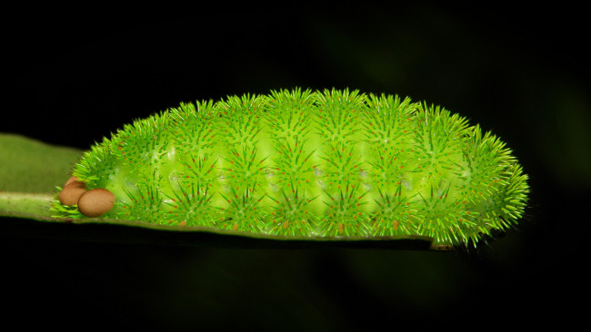 Обои картинки фото животные, гусеницы, itchydogimages, макро, гусеница, веточка, чёрный, фон