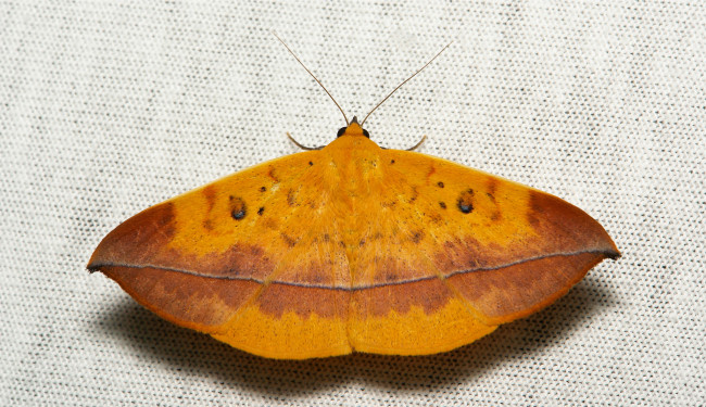 Обои картинки фото животные, бабочки, itchydogimages, макро, насекомое, мотылёк