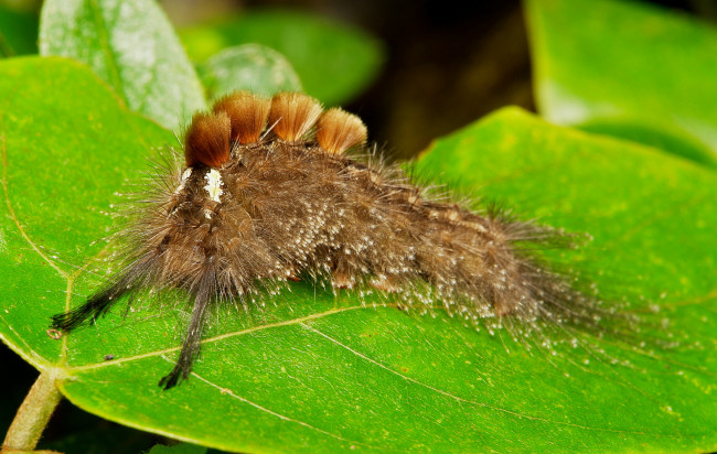 Обои картинки фото животные, гусеницы, itchydogimages, макро, насекомое, лист, гусеница, необычная