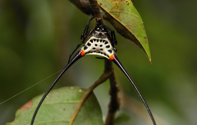 Обои картинки фото животные, пауки, itchydogimages, макро, паук, веточка, листья