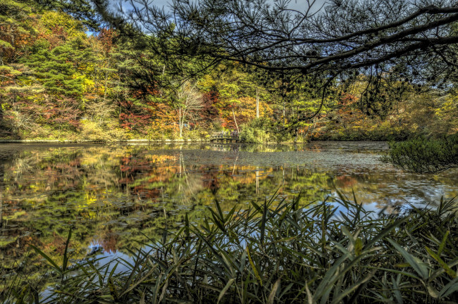 Обои картинки фото природа, реки, озера, заросли, осока, лес, река