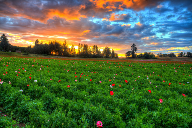 Обои картинки фото природа, луга, трава, цветы, луг