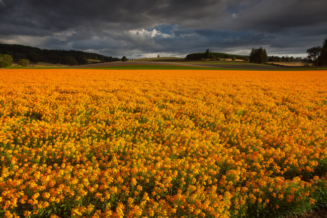 Обои картинки фото природа, луга, цветы, трава, луг