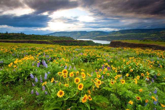 Обои картинки фото природа, луга, луг, река, цветы, трава