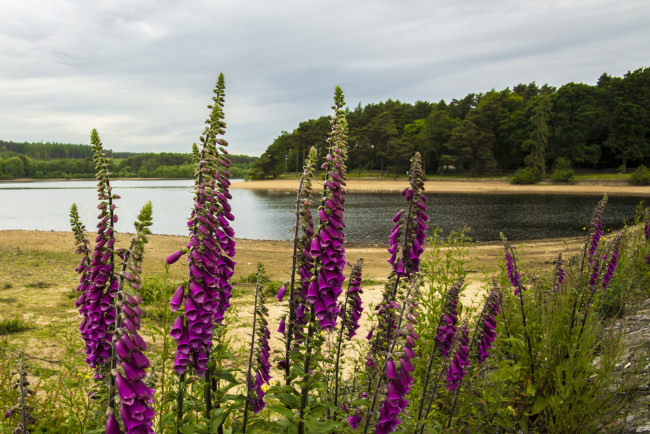 Обои картинки фото природа, реки, озера, луг, река, лес, цветы