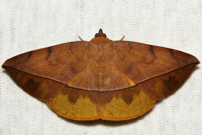 Обои картинки фото животные, бабочки, itchydogimages, макро, насекомое, мотылёк