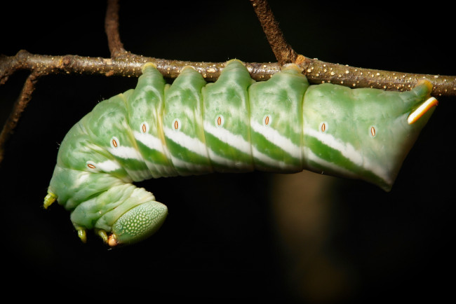 Обои картинки фото животные, гусеницы, itchydogimages, макро, гусеница, веточка