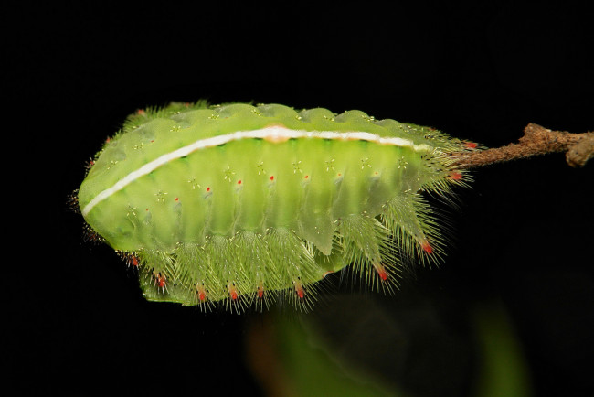 Обои картинки фото животные, гусеницы, itchydogimages, макро, гусеница, лист