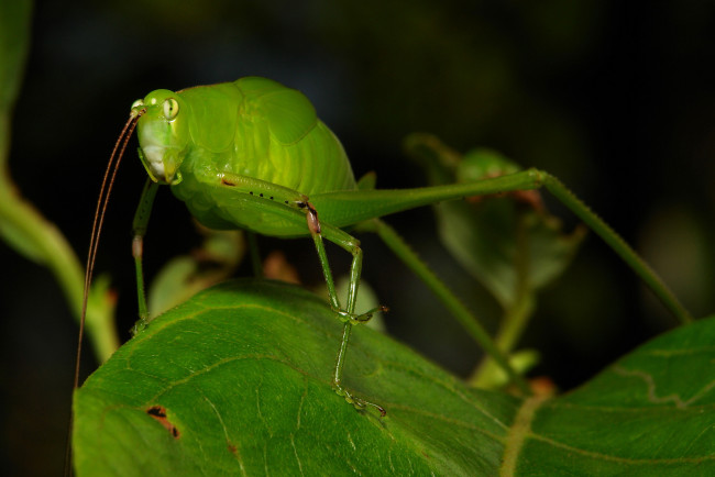 Обои картинки фото животные, кузнечики,  саранча, itchydogimages, макро, кузнечик, лист