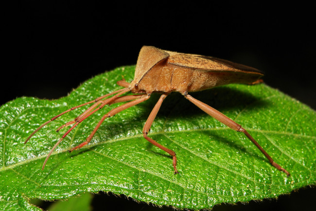 Обои картинки фото животные, насекомые, itchydogimages, макро, лист, жук, клоп, лапки, усики