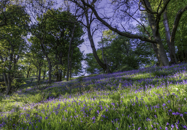 Обои картинки фото природа, луга, трава, лес, луг, цветы