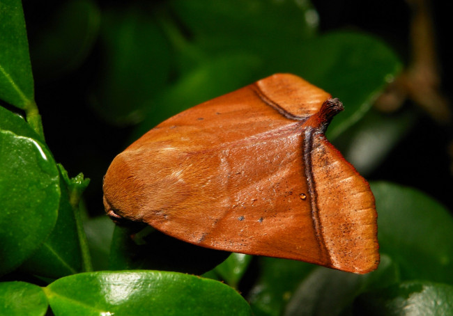 Обои картинки фото животные, бабочки, itchydogimages, макро, моль, мотылёк