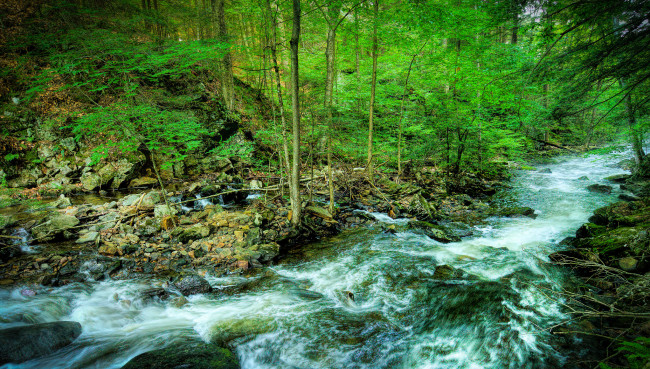 Обои картинки фото природа, реки, озера, река, лес