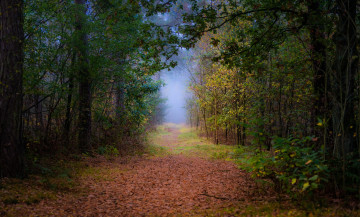 Картинка природа дороги простор