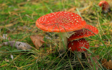 Картинка природа грибы +мухомор семейка грибная