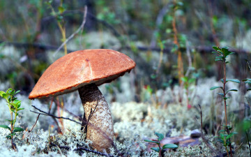 Картинка природа грибы подосиновик