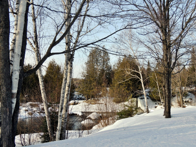 Обои картинки фото природа, зима, березы, снег