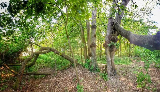 Обои картинки фото природа, лес, простор