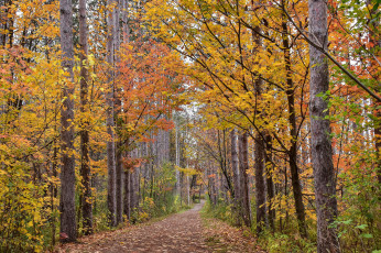 Картинка природа лес простор
