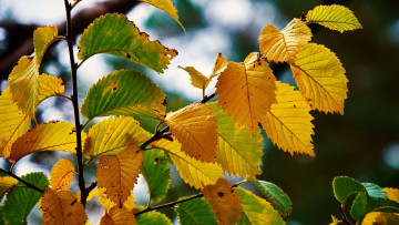 Картинка природа листья осень