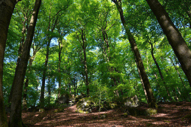 Обои картинки фото природа, лес, простор