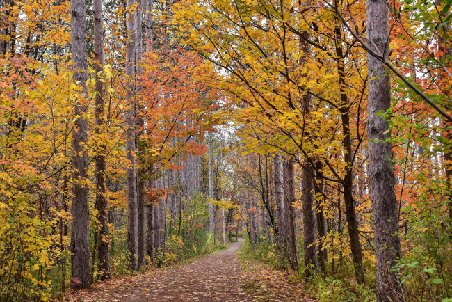 Обои картинки фото природа, лес, простор