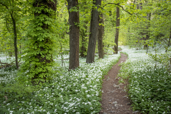 Обои картинки фото природа, лес, простор