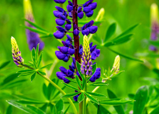 Картинка цветы люпин