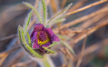 Картинка цветы анемоны +сон-трава сон-трава