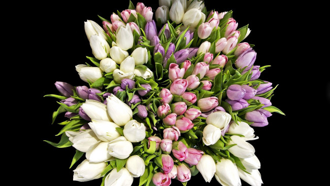 Обои картинки фото цветы, тюльпаны, букет, бутоны, много