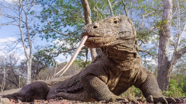 Обои картинки фото варан комодо, животные, ящерицы,  игуаны,  вараны, варан, вараны, комодо, остров, индонезия, ящеры, хладнокровные, хвост, чешуя, дракон, рептилия