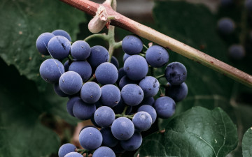 Картинка природа ягоды +виноград виноград гроздь