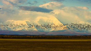 Картинка природа горы лес поле птицы стая