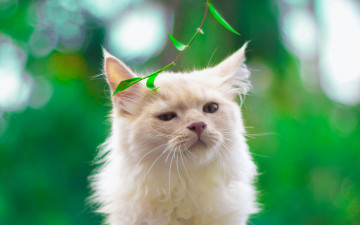 Картинка белый+кот животные коты кот животное фауна взгляд цвет