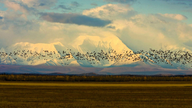 Обои картинки фото природа, горы, лес, поле, птицы, стая
