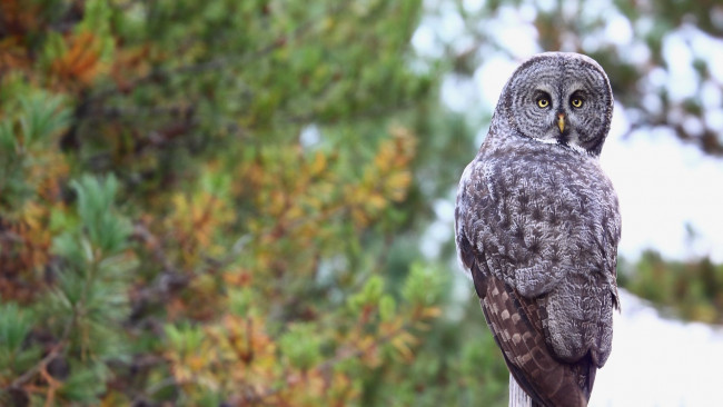 Обои картинки фото сова, животные, совы, птица, фауна, дикая, природа