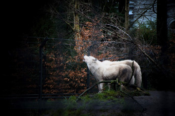 Картинка животные волки +койоты +шакалы белые вой забор осень лес