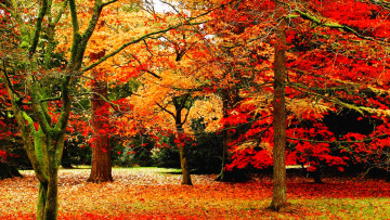 обоя природа, лес, деревья, осень, листья