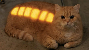 Картинка животные коты кот