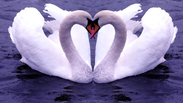 обоя животные, лебеди, пара, вода