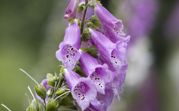 Картинка цветы дигиталис+ наперстянка лиловый дигиталис