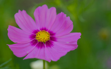 обоя цветы, космея, розовая, макро