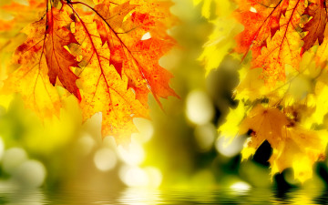 обоя природа, листья, осень, блики, вода