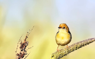 обоя животные, щеглы,  чижи, птица, чиж, колос