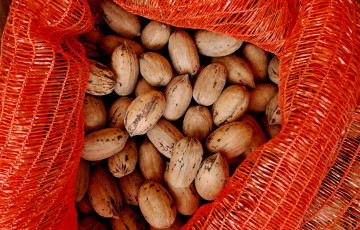 обоя еда, орехи,  каштаны,  какао-бобы, грецкие