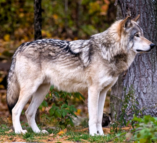 Обои картинки фото животные, волки,  койоты,  шакалы, волк, лес, осень